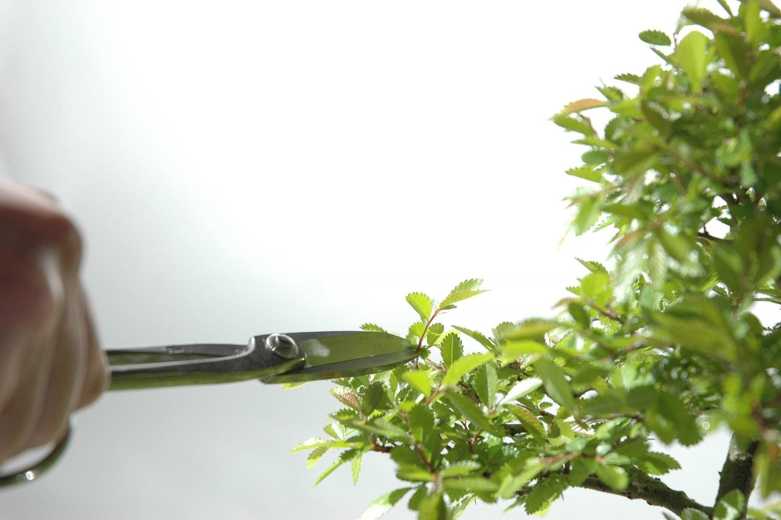 Bonsai Tree Leaf Pruning