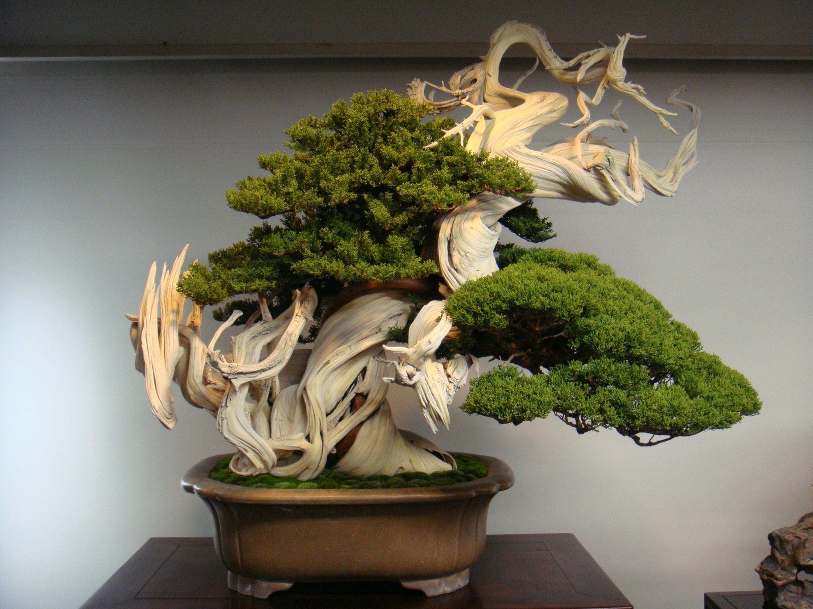 Bonsai Longevity