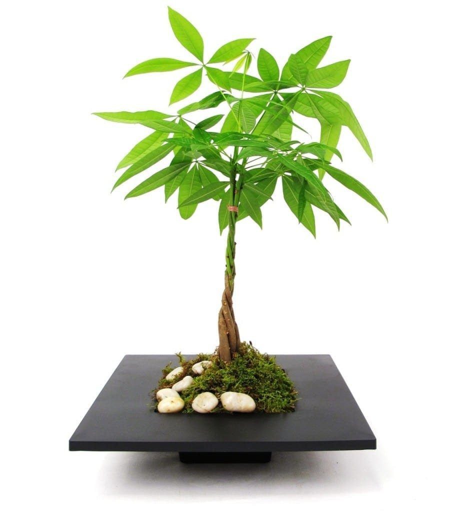 Bonsai Cash Tree