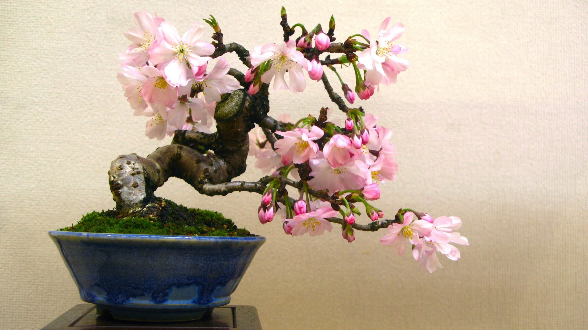 Bonsai Symbolism