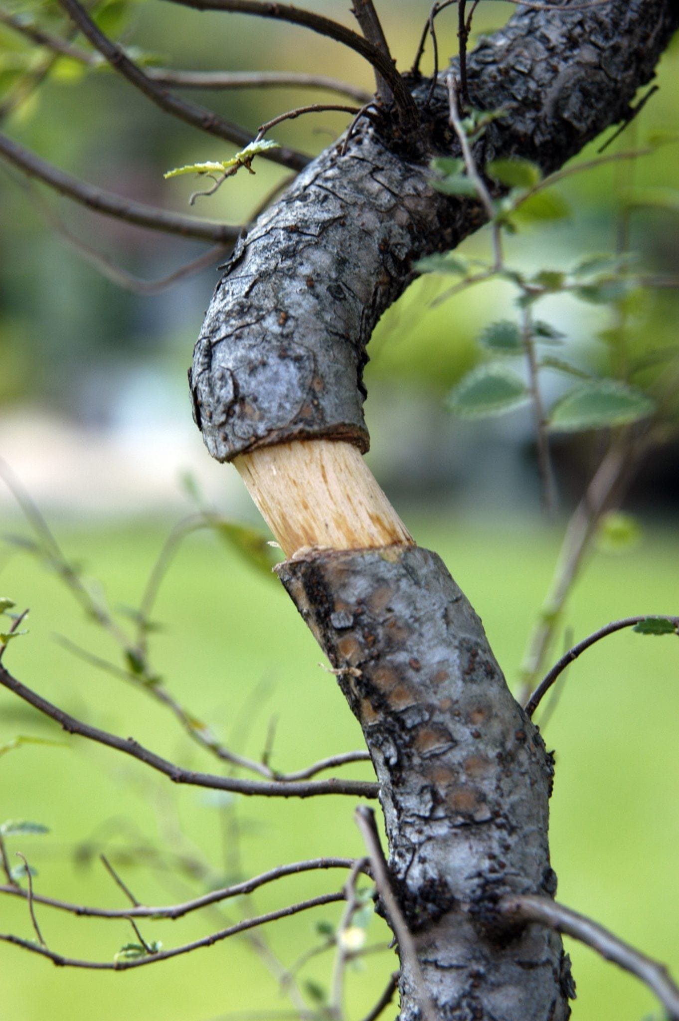 Bonsai Tree Air Layering