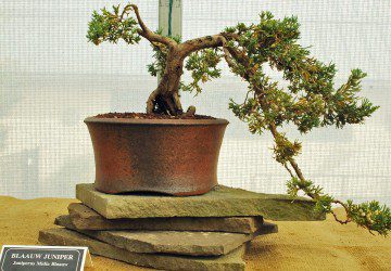 How To Care For Bonsai Trees With Brown Leaves