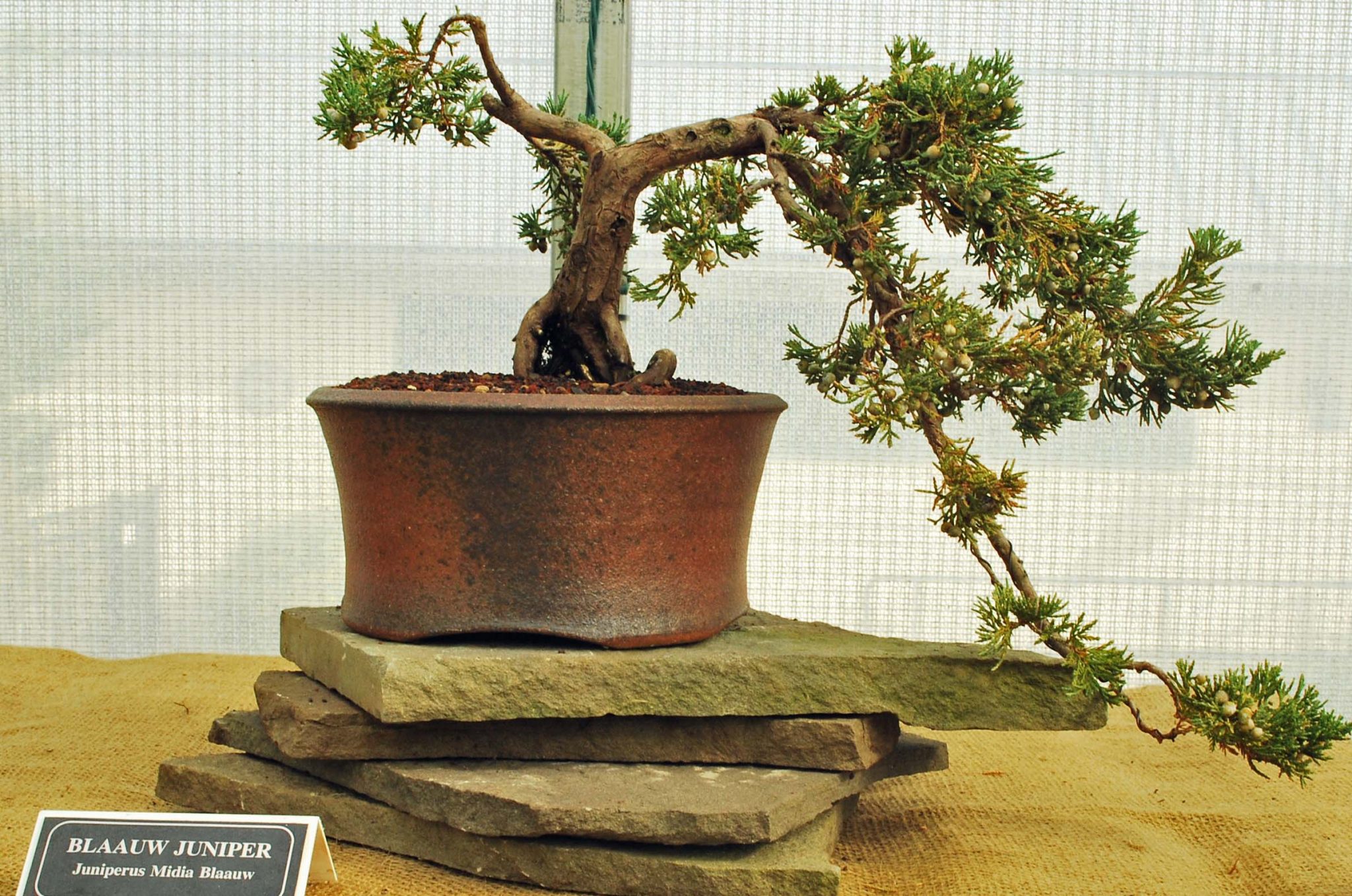 How To Revive For Bonsai Trees With Brown Leaves