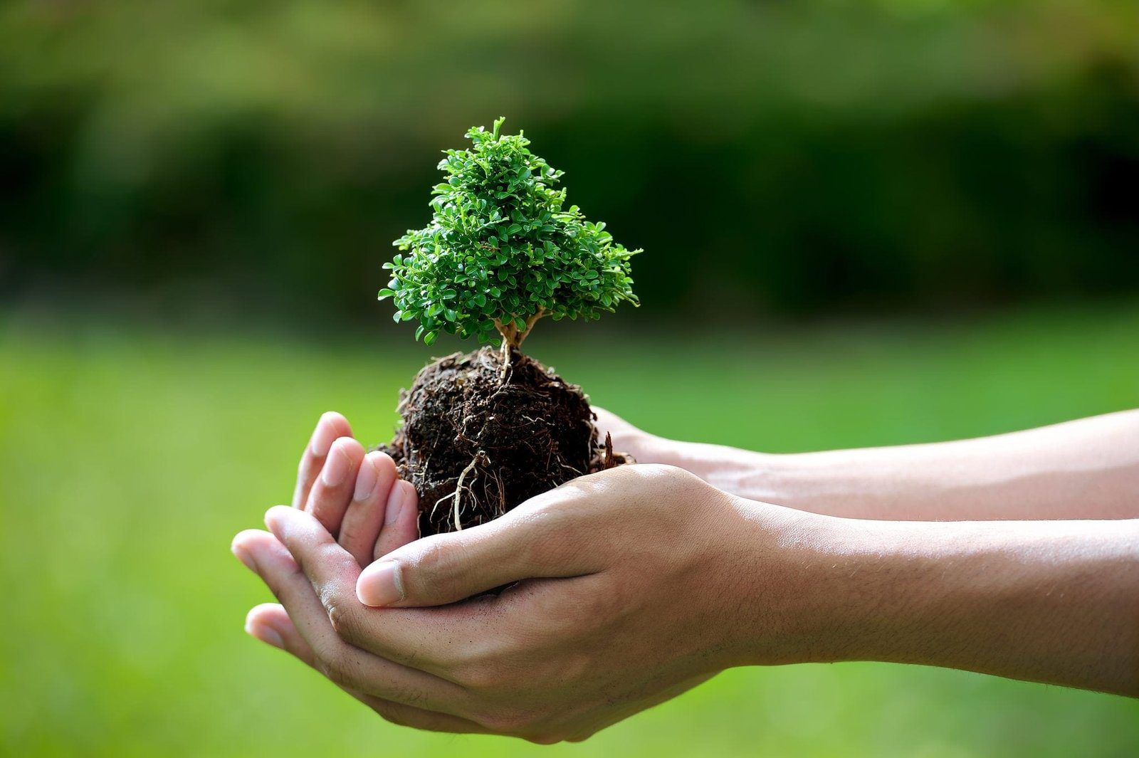 Bonsai Tree Care