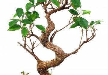 Bonsai Tree Cuttings