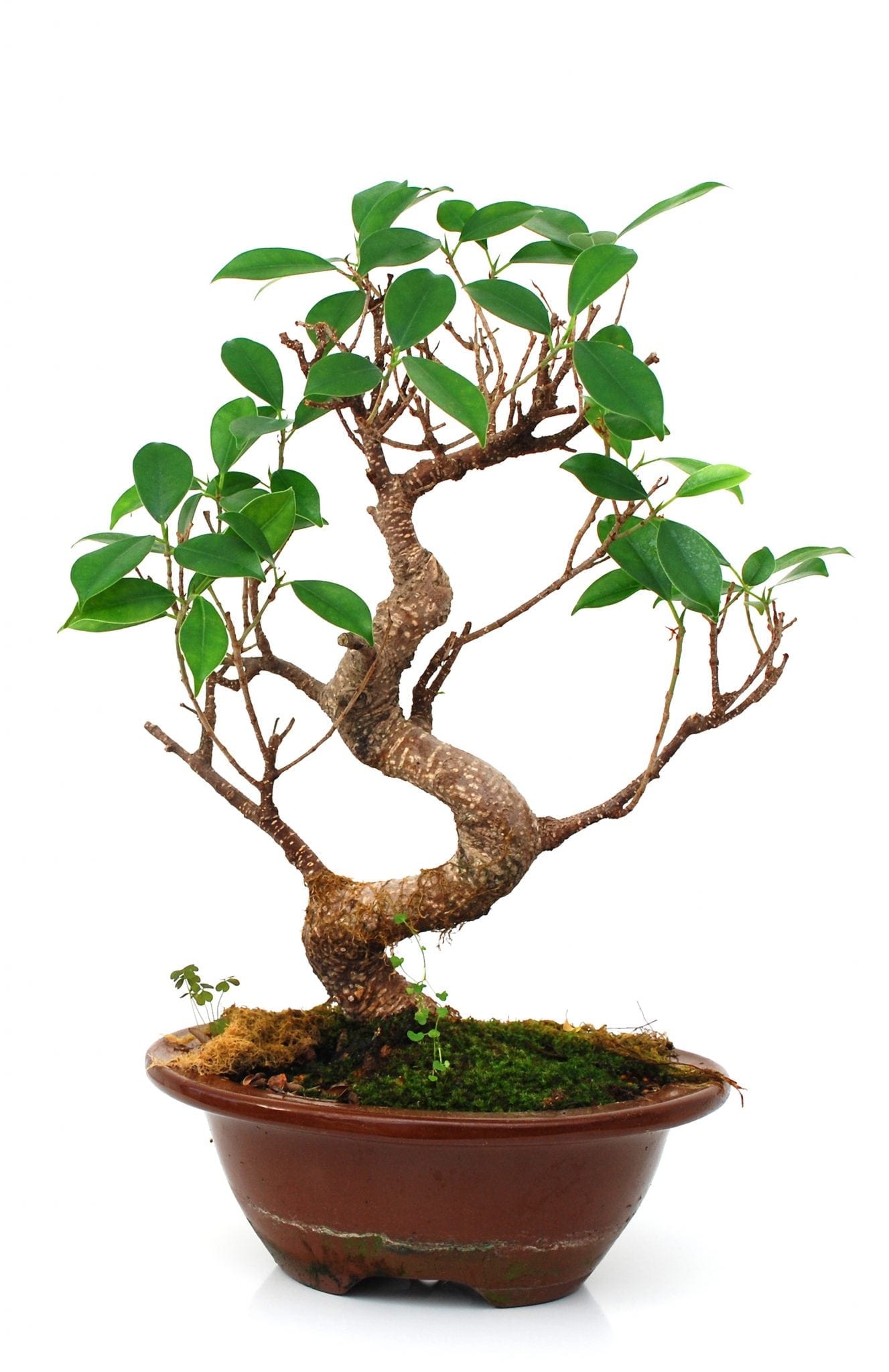 Bonsai Tree Cuttings