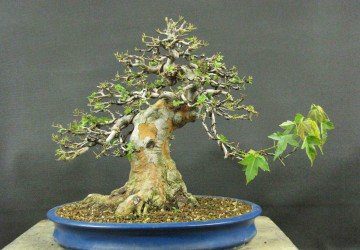 Bonsai Tree Defoliation