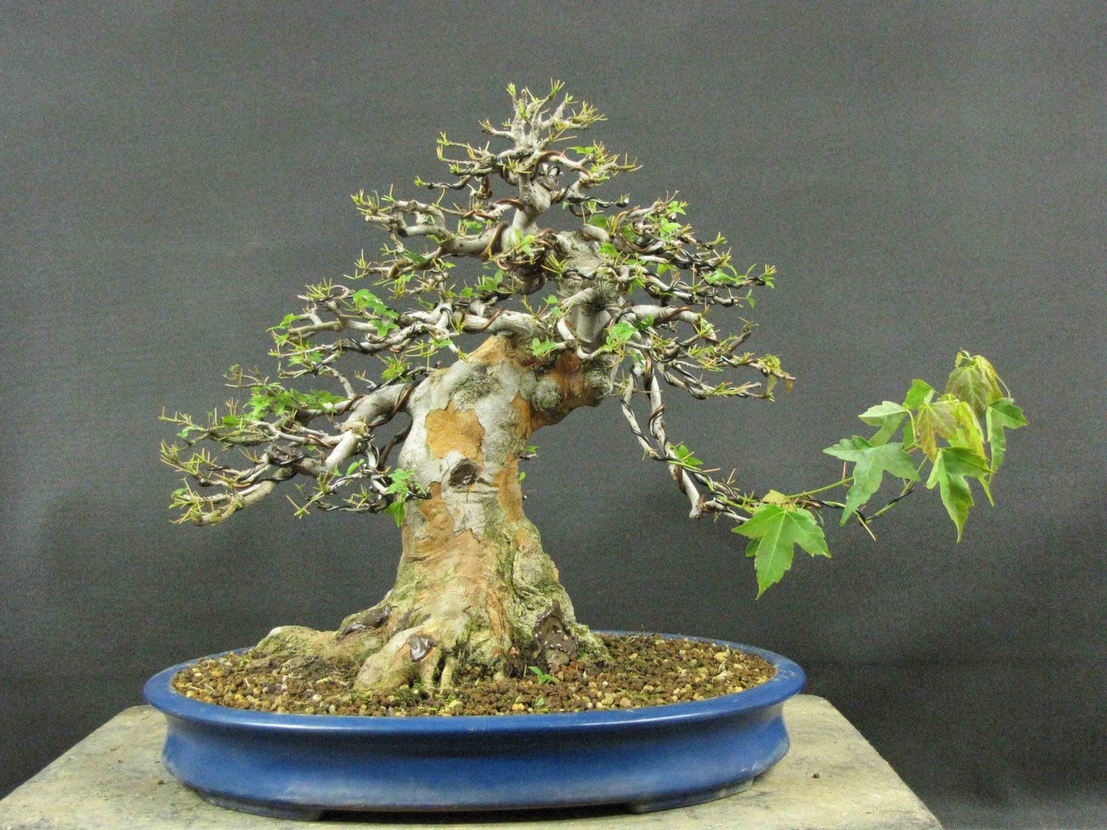 Bonsai Tree Defoliation