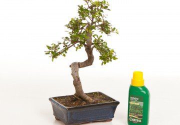 Bonsai Tree Feeding & Fertilizers