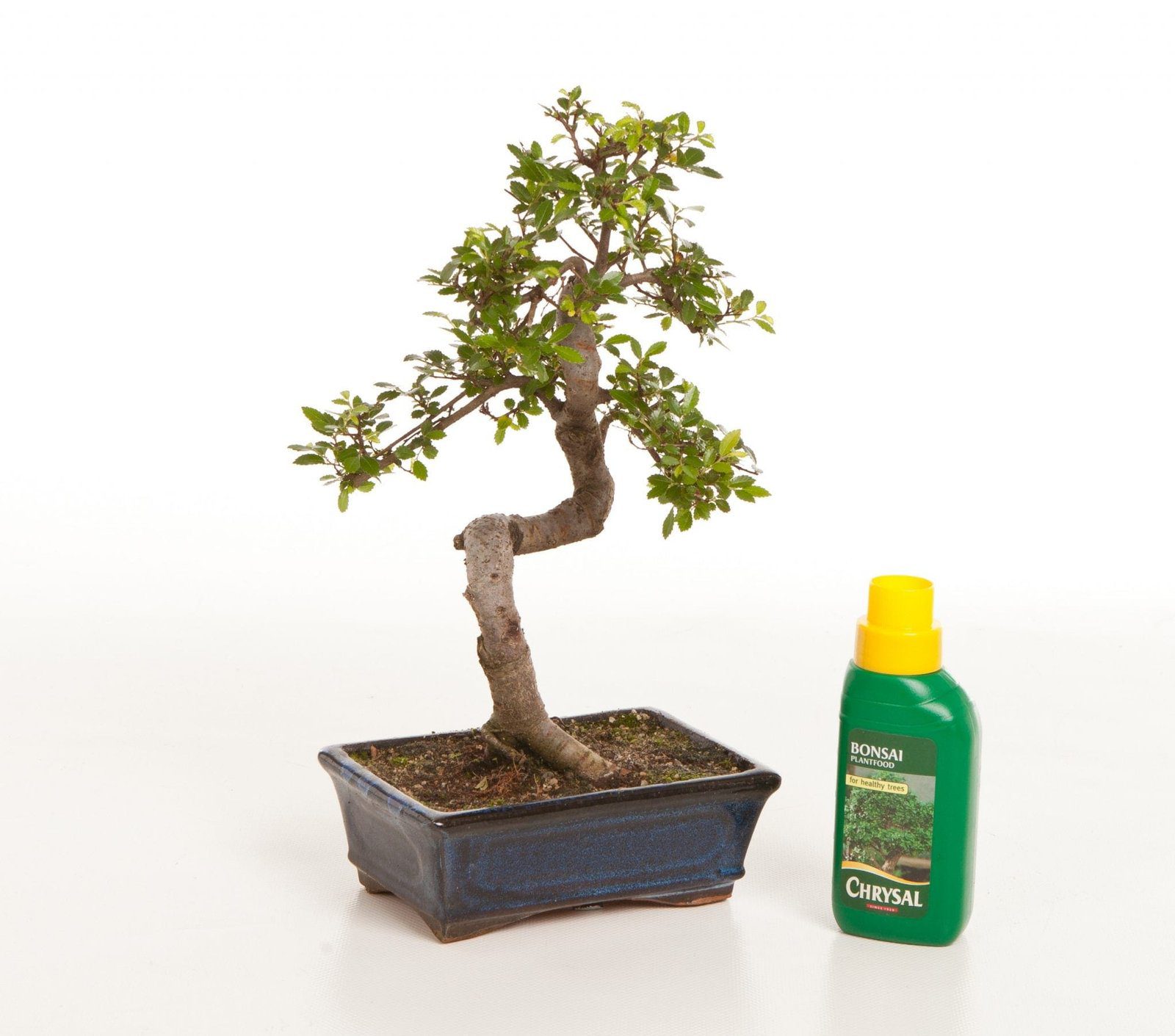 Bonsai Tree Feeding & Fertilizers