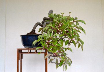 Bonsai Tree Harvesting Wild Plants