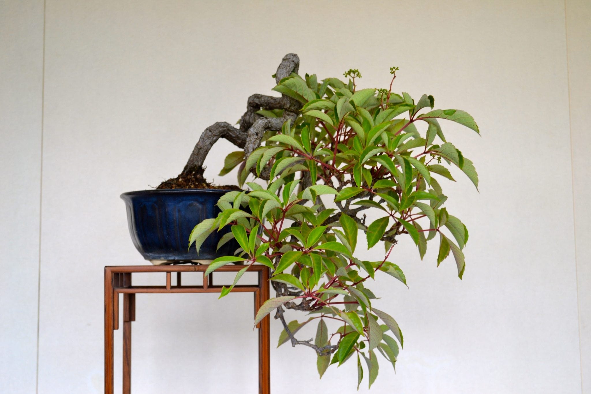 Bonsai Tree Harvesting Wild Plants