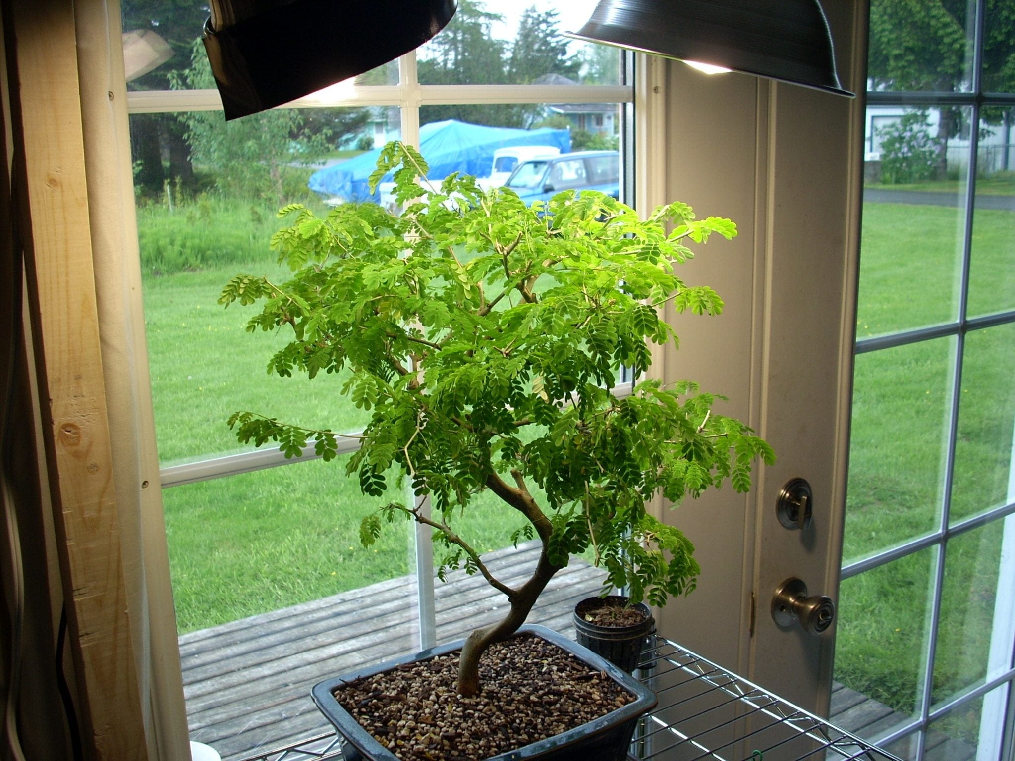 Bonsai Tree Indoor Grow Lights & Bulbs