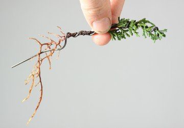 Bonsai Tree Pests & Diseases