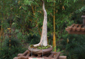 Bonsai Tree Positiong & Location