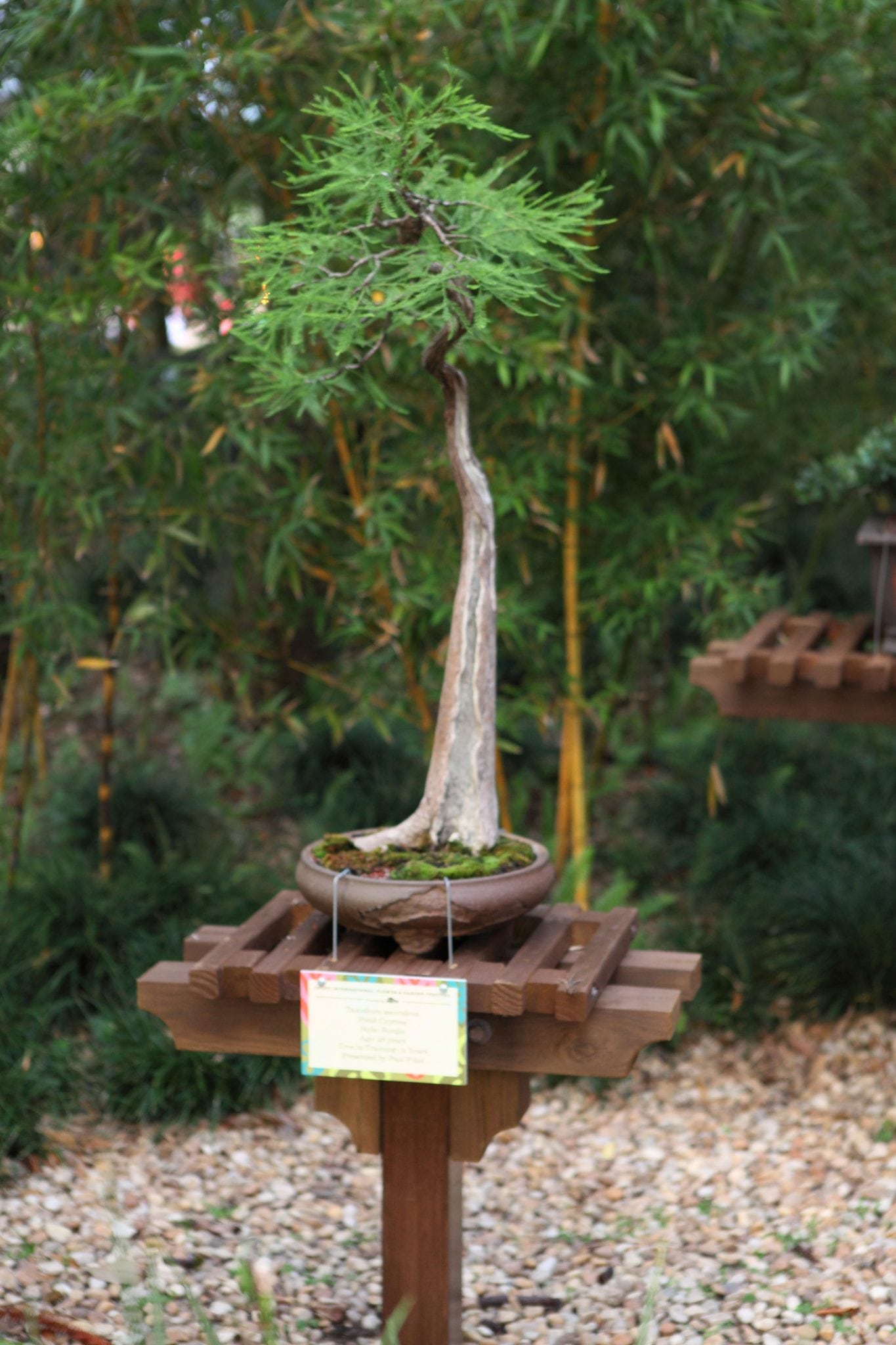 Bonsai Tree Positiong & Location