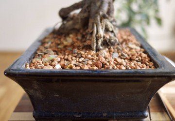 Bonsai Tree Repotting