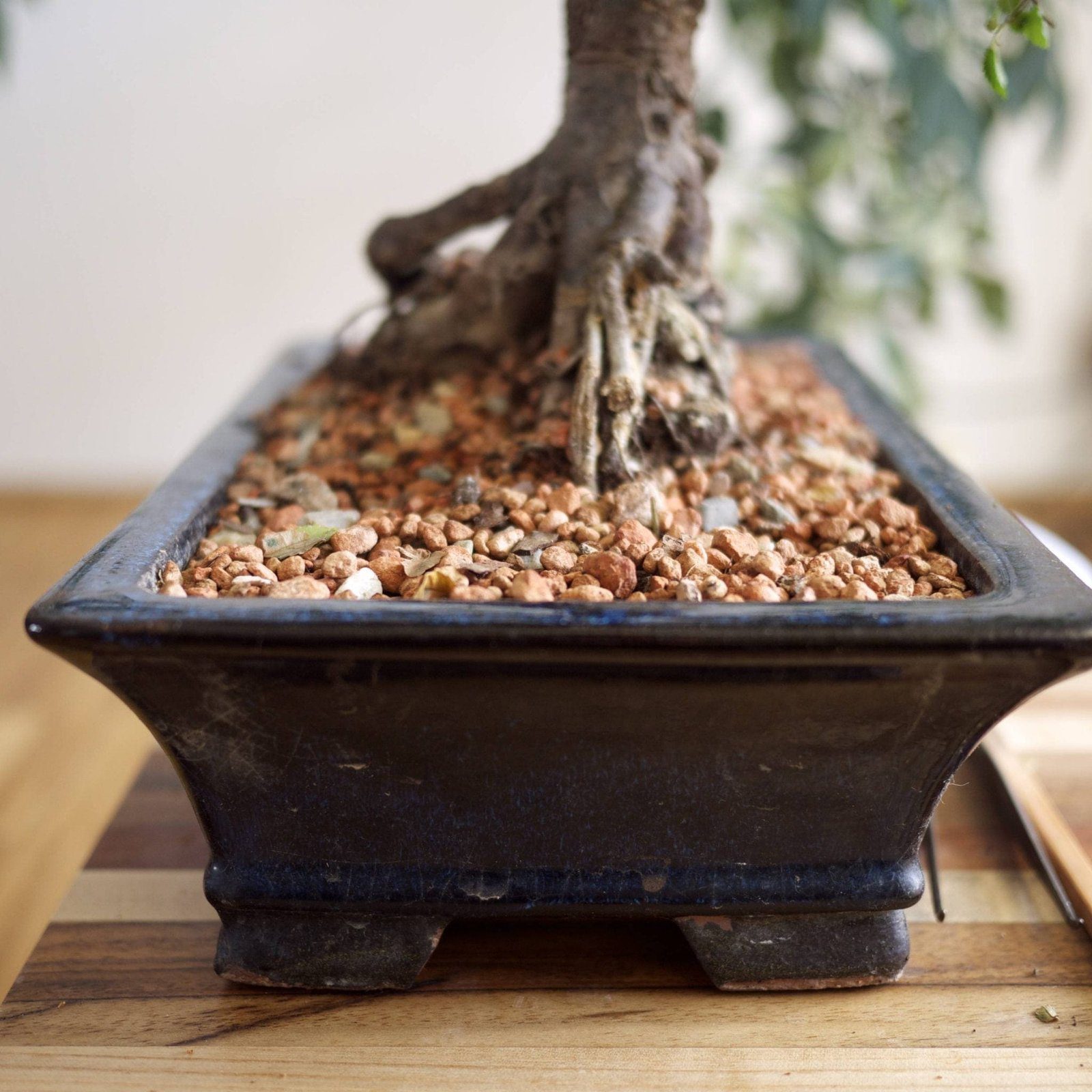 Bonsai Tree Repotting