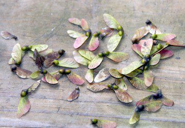 Bonsai Tree Seeds