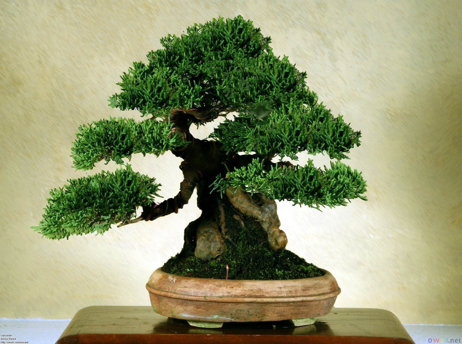 Bonsai Tree Size Classification