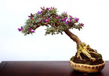 How To Keep Small Leaves With Bonsai Trees