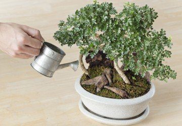 Watering Bonsai Trees