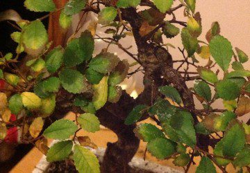 How To Care For Bonsai Trees With Yellow Leaves