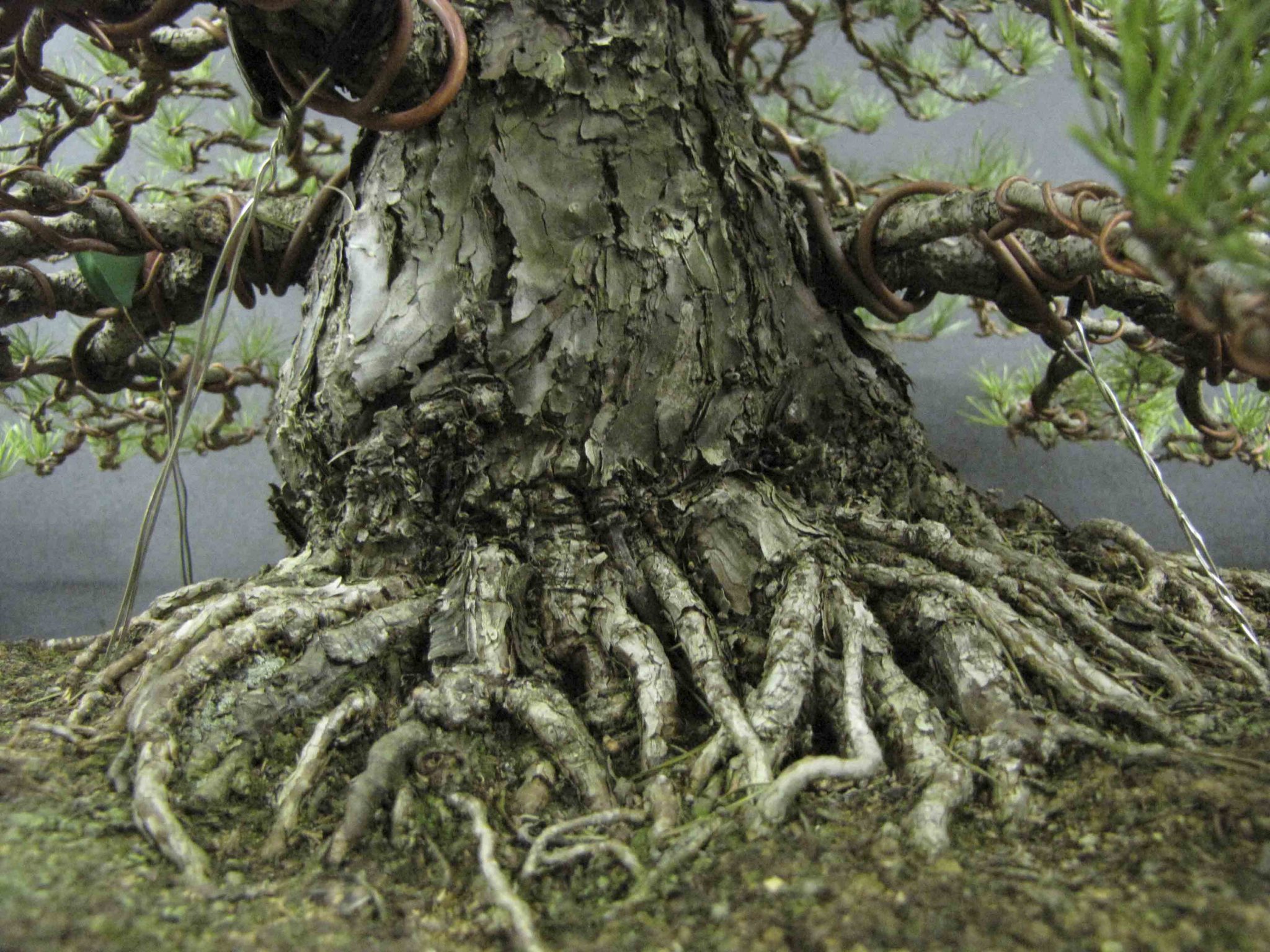Bonsai Tree Trunk