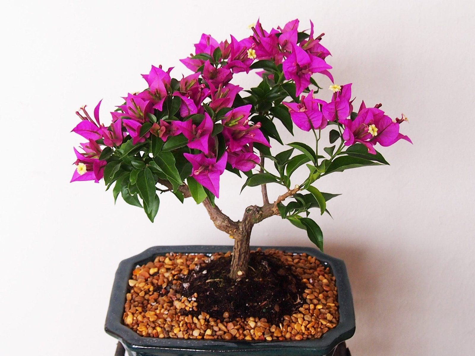 Bougainvillea Bonsai Tree