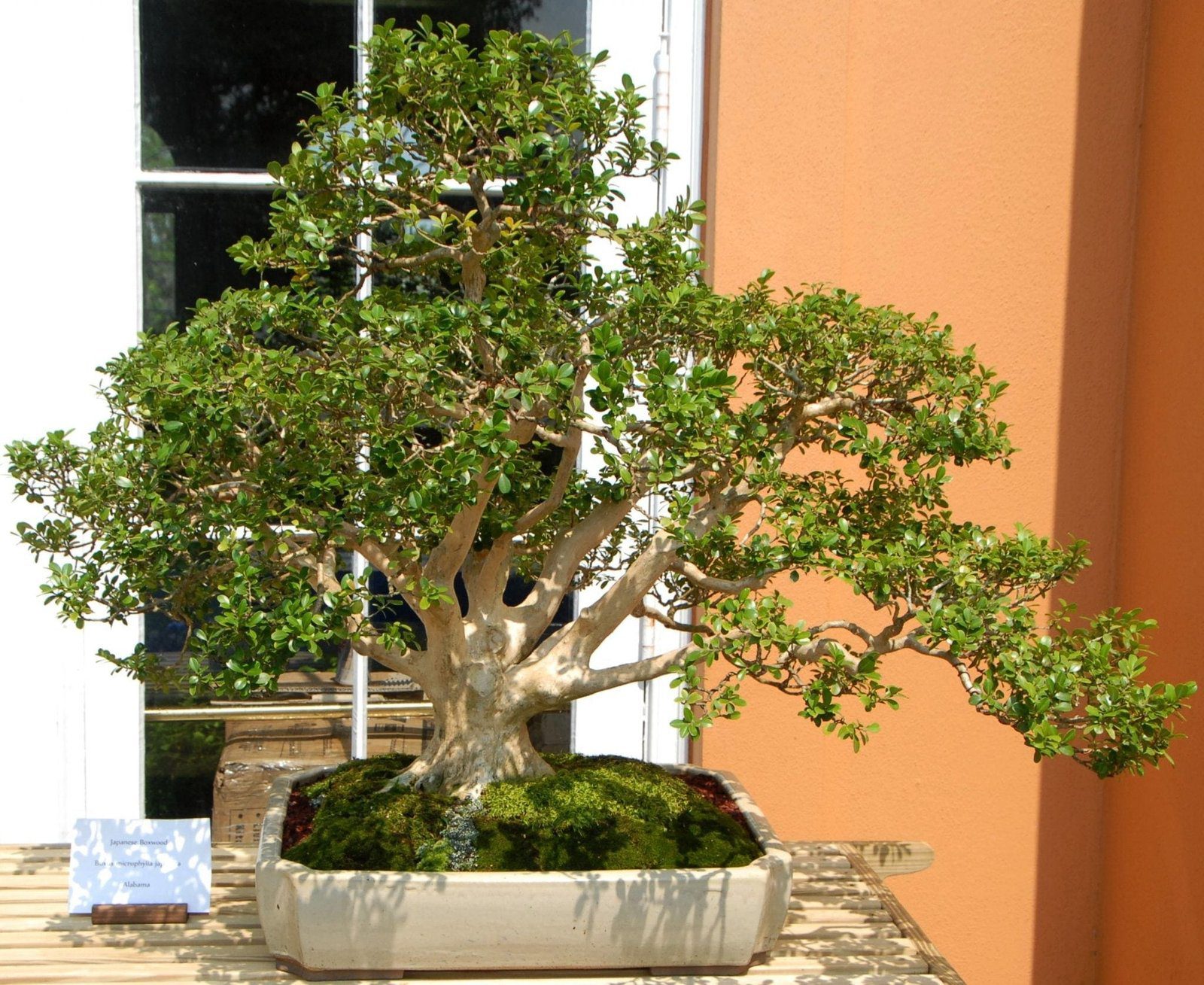 Boxwood Bonsai Tree