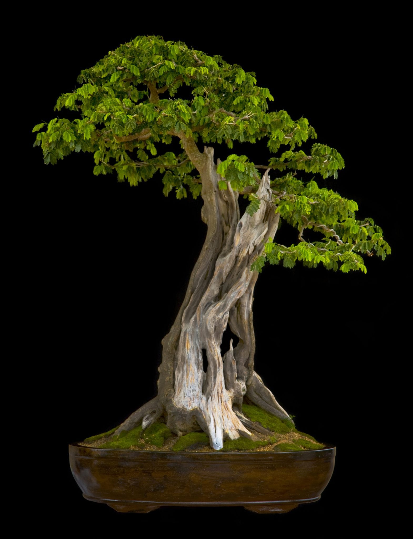 Broadleaf Bonsai Tree