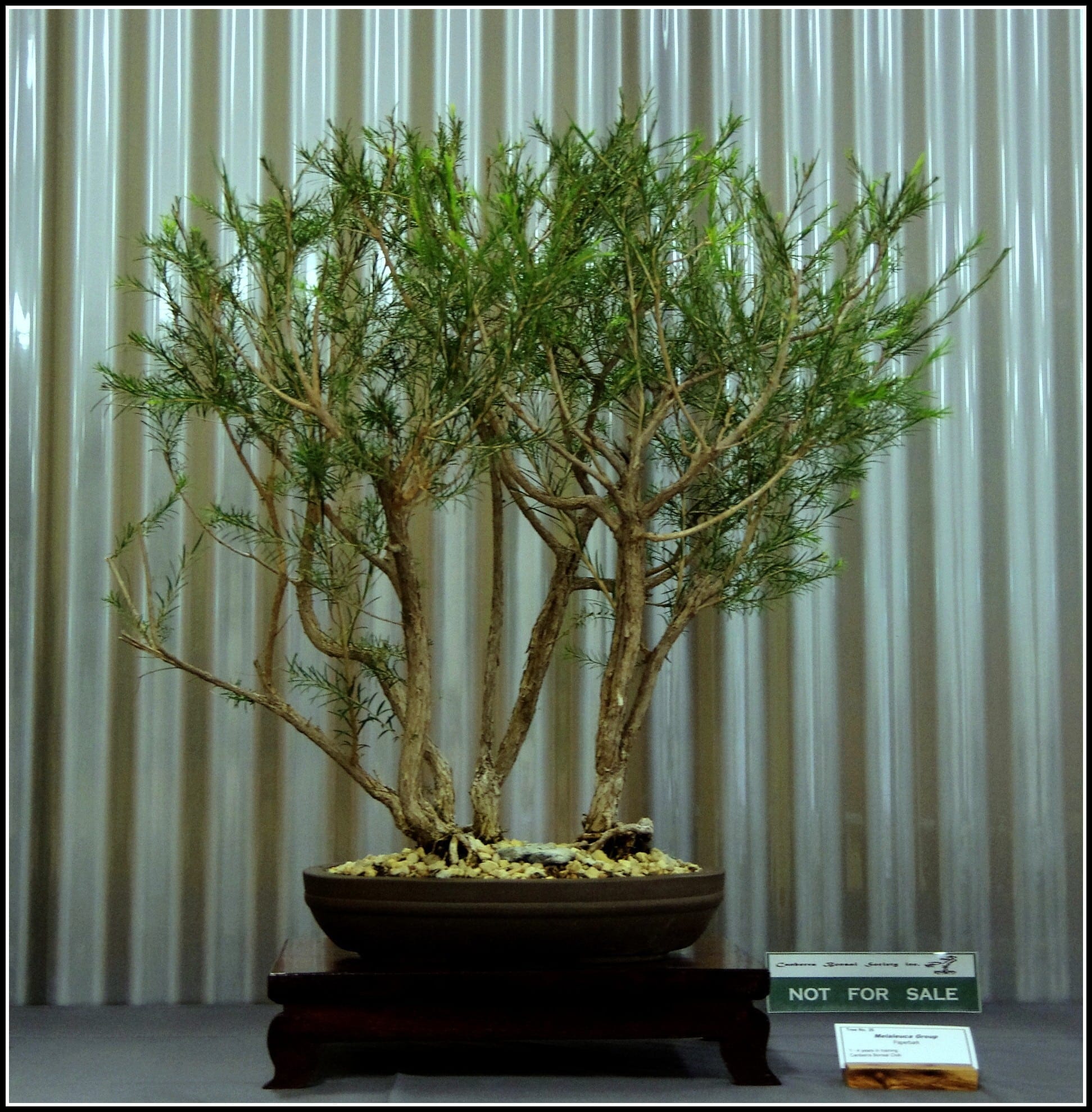 Bromeliad Bonsai Tree