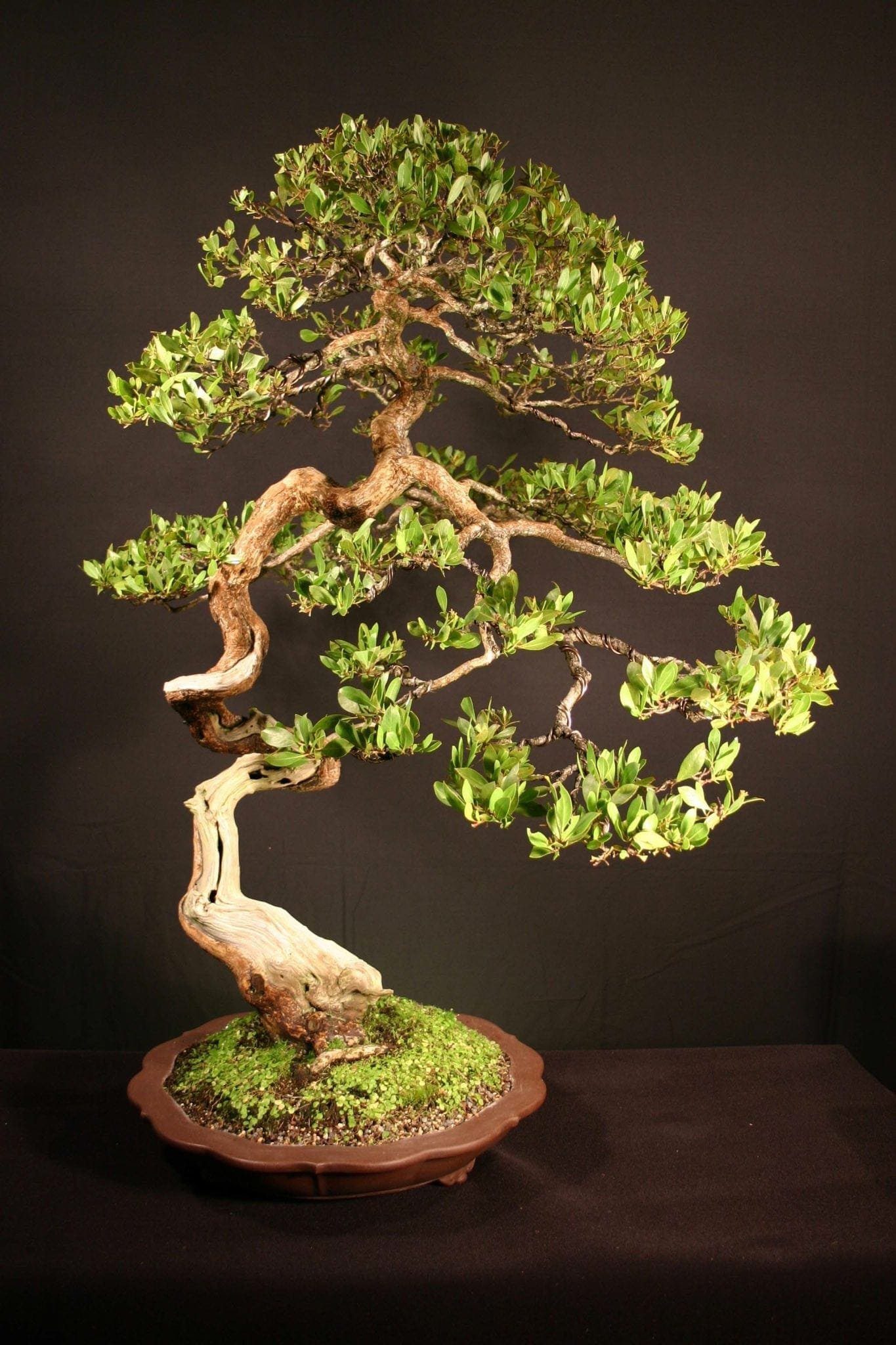 Buttonwood Bonsai Tree