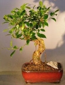 Ficus Retusa Bonsai Tree For Sale - Medium Curved Trunk Style