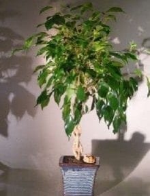 Ficus Braided Twist Bonsai Tree For Sale (Ficus Compacta)