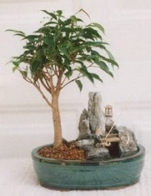 Ficus Bonsai Tree For Sale -Stone Landscape Scene with Fishing Pole (ficus compacta)