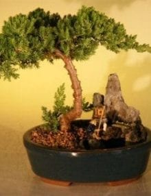 Juniper Bonsai Tree For Sale -Stone Landscape Scene - Large (Juniper Procumbens nana)