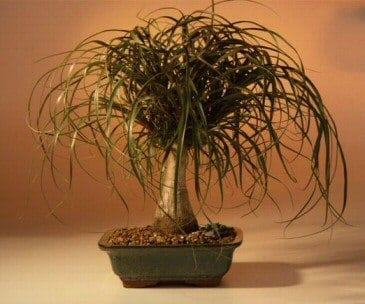 Ponytail Palm Bonsai Tree For Sale - Large (Beaucamea Recurvata)
