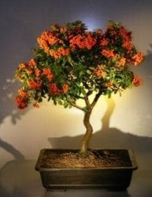 Flowering Pyracantha Bonsai Tree For Sale #2 (pyracantha 'mohave')