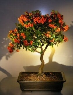 Flowering Pyracantha Bonsai Tree For Sale #2 (pyracantha 'mohave')