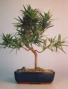Flowering Podocarpus Bonsai Tree For Sale Styled - Medium (podocarpus macrophyllus)