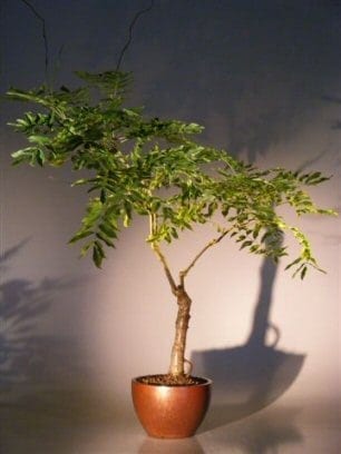 Flowering Japanese Wisteria Bonsai Tree For Sale (wisteria floribunda)