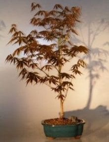 Japanese Red Maple Bonsai Tree For Sale - Large (Acer Palmatum Atropurpurea)