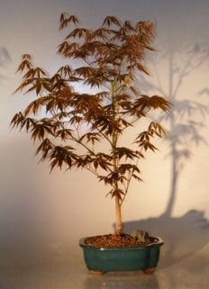 Japanese Red Maple Bonsai Tree For Sale - Large (Acer Palmatum Atropurpurea)