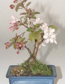 Flowering Crabapple Bonsai Tree For Sale (Malus Sargenti)