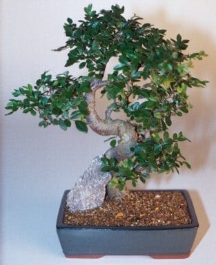 Chinese Elm Bonsai Tree For Sale - Extra Large Curved Trunk Style (Ulmus Parvifolia)