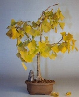 Ginkgo Bonsai Tree For Sale (ginkgo Biloba)