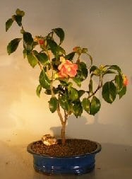 Flowering Camellia Sasanqua Bonsai Tree For Sale (Shishi Gashira)