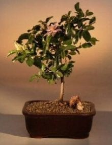 Flowering Lavender Star Flower Bonsai Tree For Sale - Medium (Grewia Occidentalis)