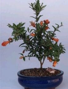 Flowering Dwarf Pomegranate Bonsai Tree For Sale - Small (Punica Granatum (nana))